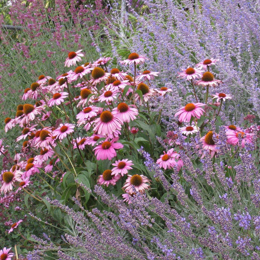  August Afternoons Pre-Planned Garden