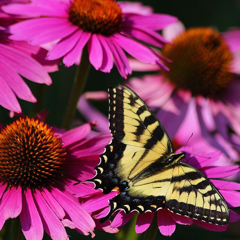  Ruby Star Echinacea