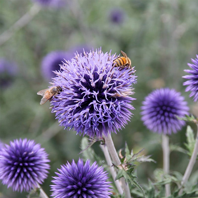  Fall Finale Pollinator Pre-Planned Garden