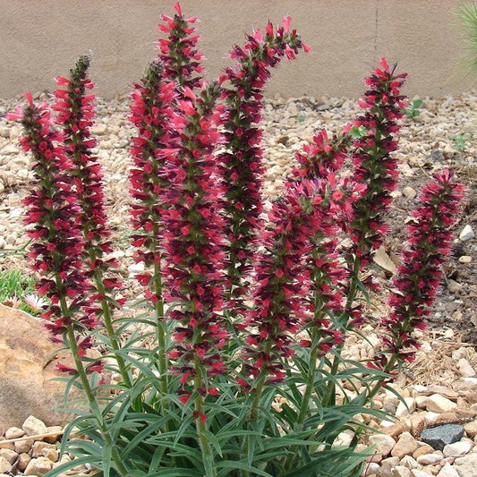  Red Feathers (Echium)