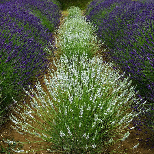  Edelweiss Lavender