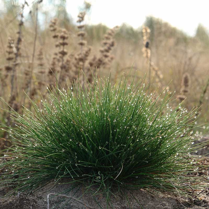  Eilers Beauty™ Fescue Grass