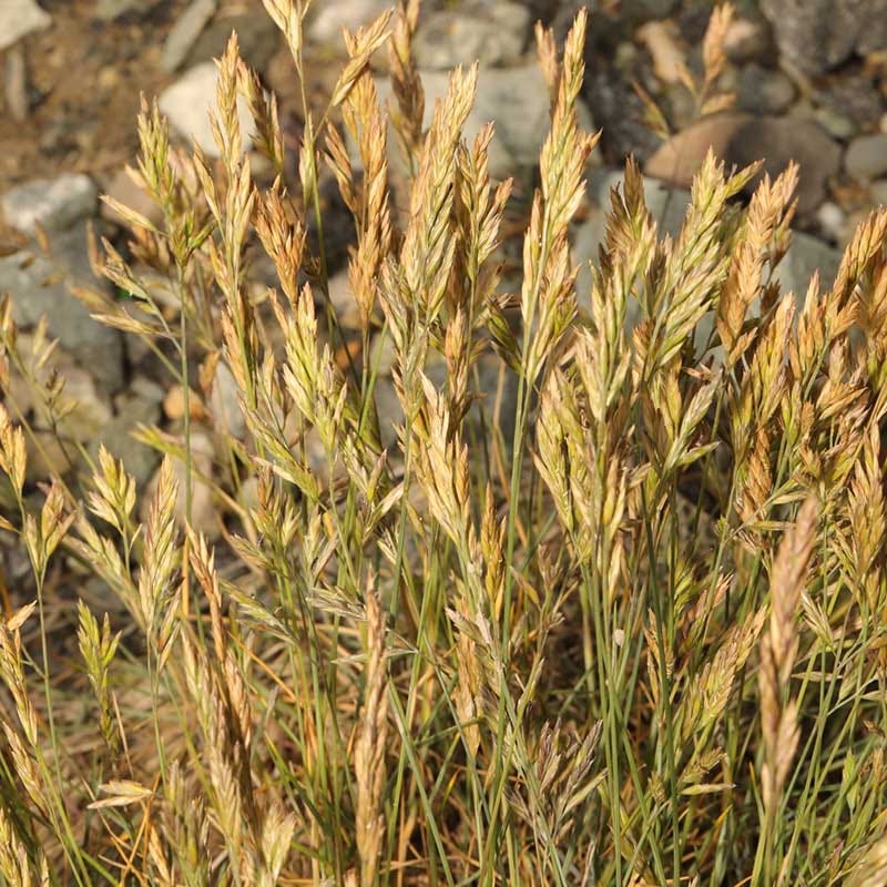  Eilers Beauty™ Fescue Grass