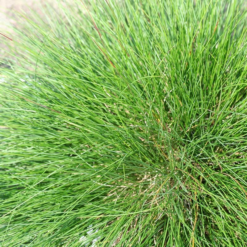  Eilers Beauty™ Fescue Grass