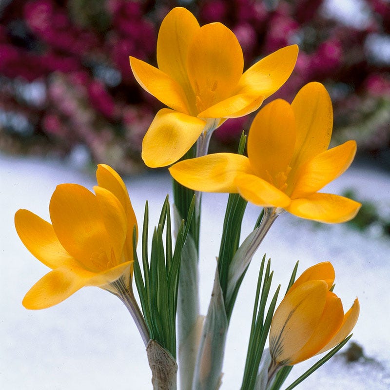  Yellow Mammoth Dutch Crocus