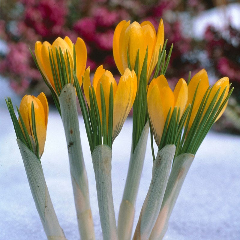  Yellow Mammoth Dutch Crocus