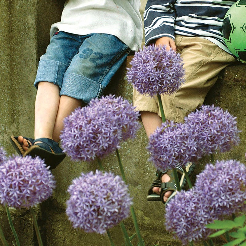  Gladiator Allium