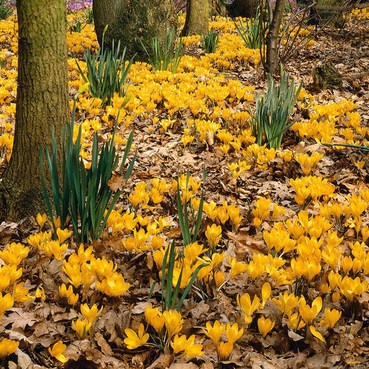  Yellow Mammoth Dutch Crocus