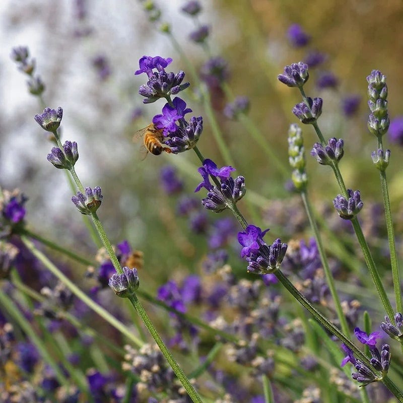  Buena Vista English Lavender