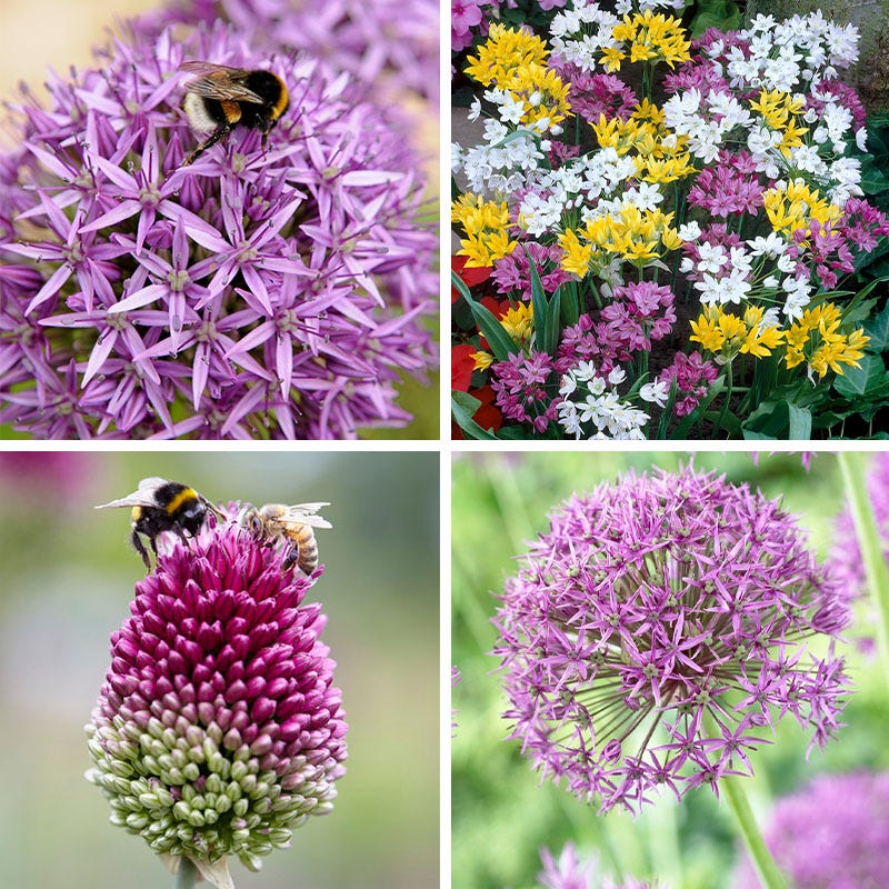 Endless Allium Bulb Collection