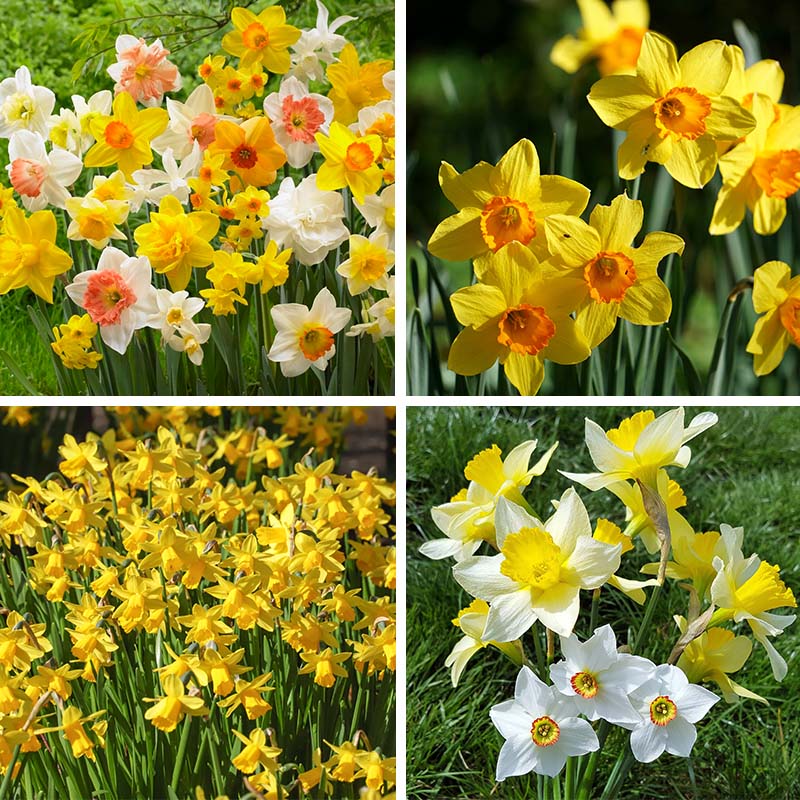  Endless Daffodil Bulb Collection