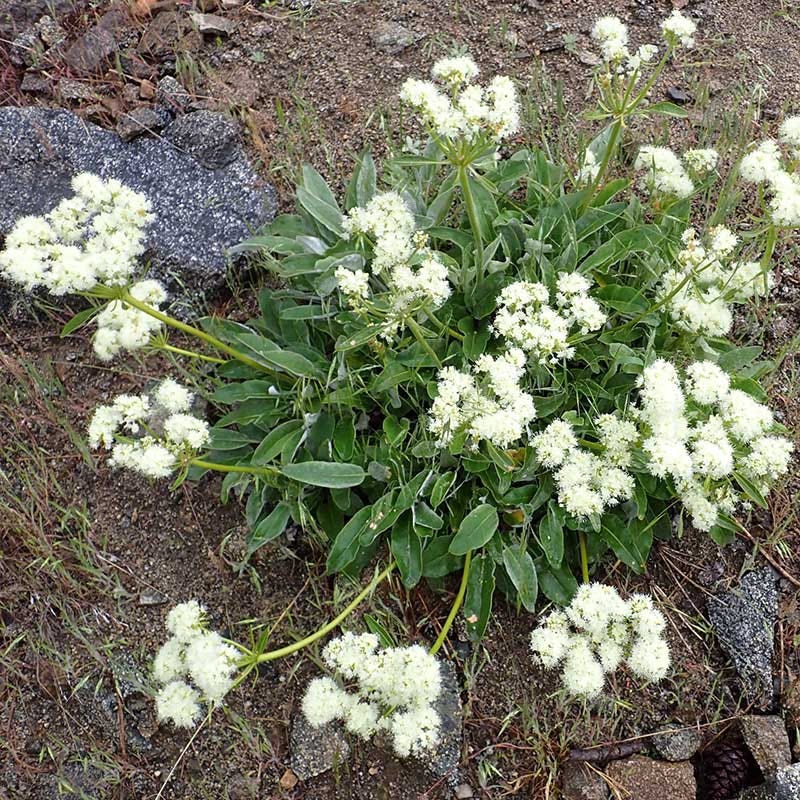  Arrowleaf Buckwheat