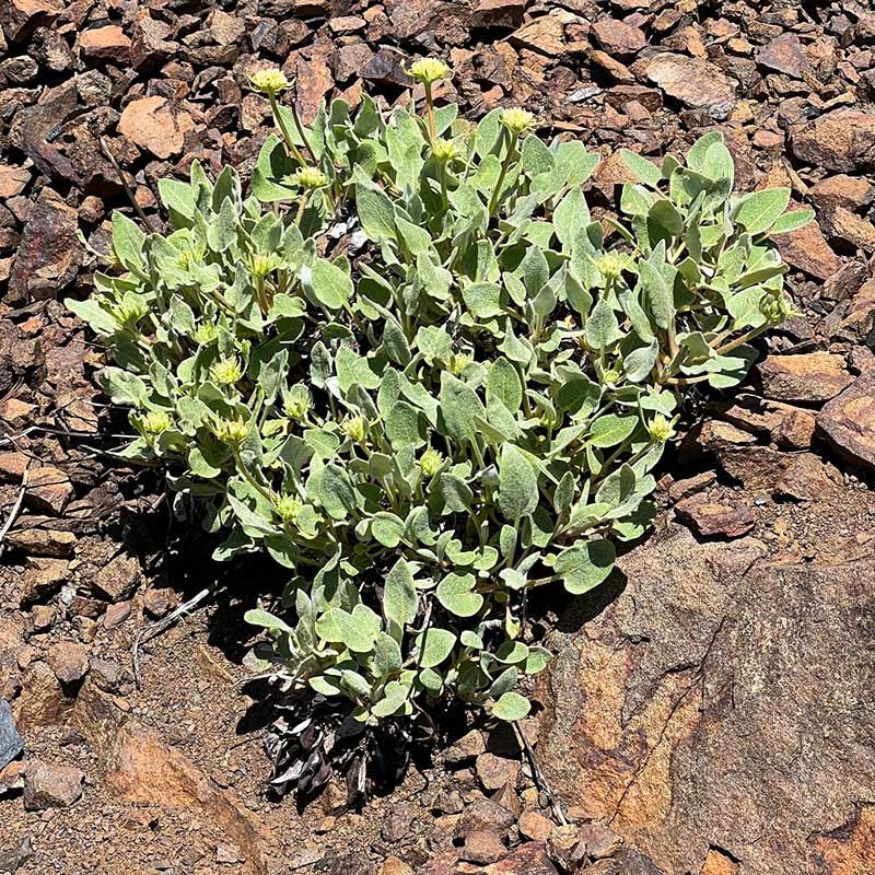  Arrowleaf Buckwheat