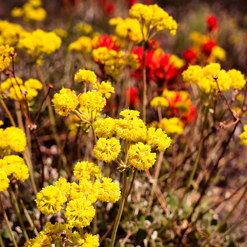  Sulphur-flower Buckwheat