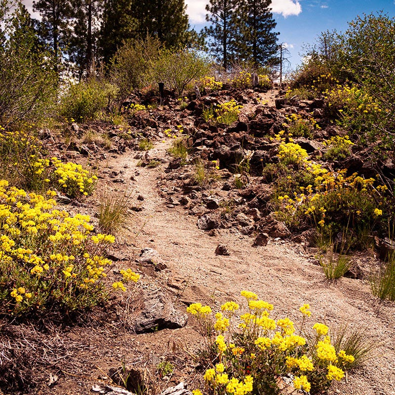  Sulphur-flower Buckwheat