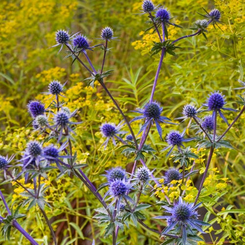  Blue Glitter Sea Holly (Eryngium)