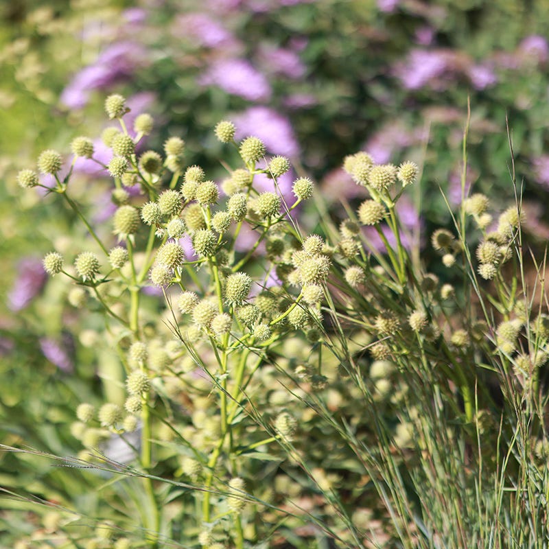  Fall Finale Pollinator Pre-Planned Garden