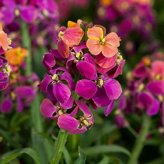  Erysistible™ Tricolor Wallflower