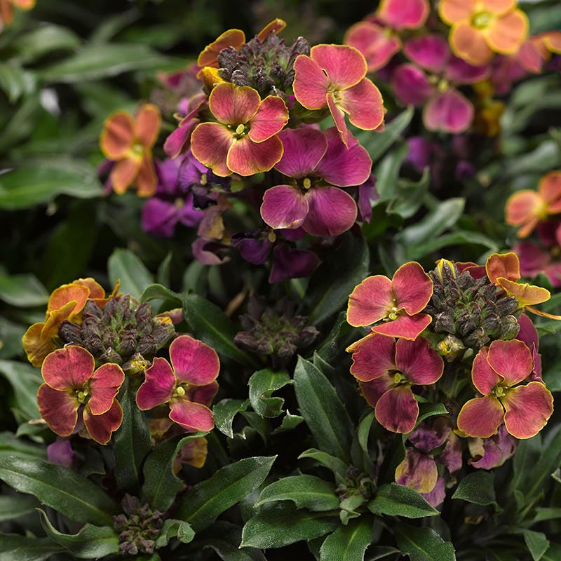  Erysistible™ Tricolor Wallflower