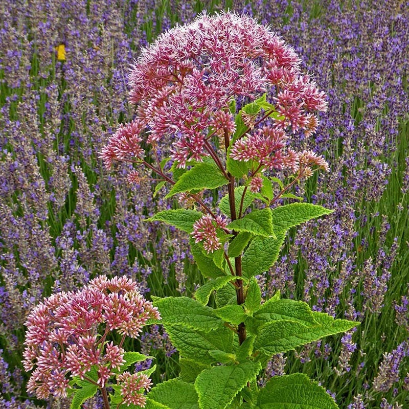  Red Dwarf Joe Pye Weed (Eupatorium)