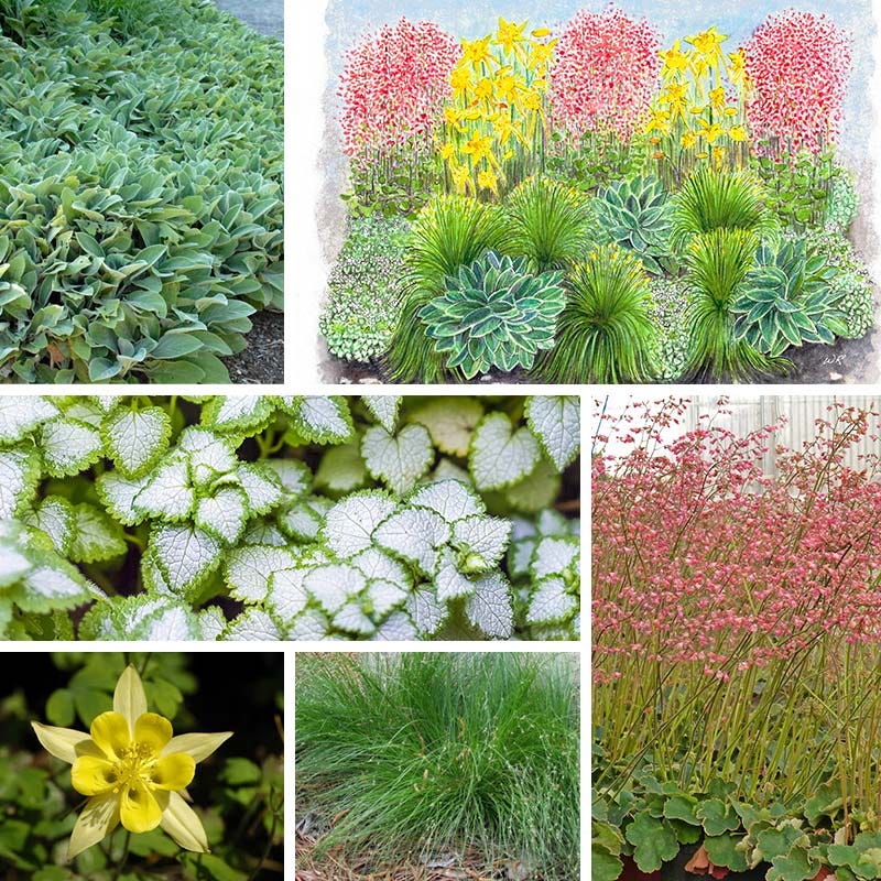  Fabulous Flowers & Foliage Shade Pre-Planned Garden