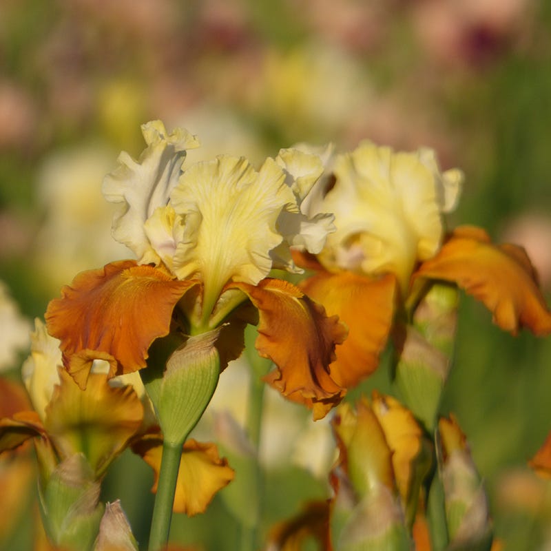  Fall Fiesta Bearded Iris