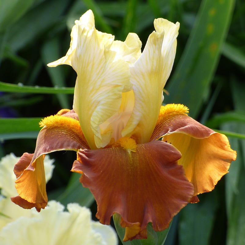  Desert Sky Bearded Iris Collection