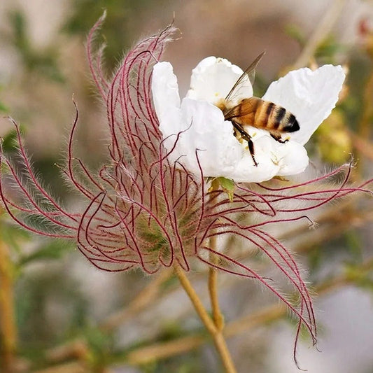  Apache Plume (Fallugia)