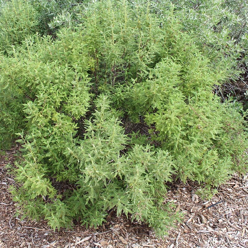  Fernbush (Chamaebatiaria)