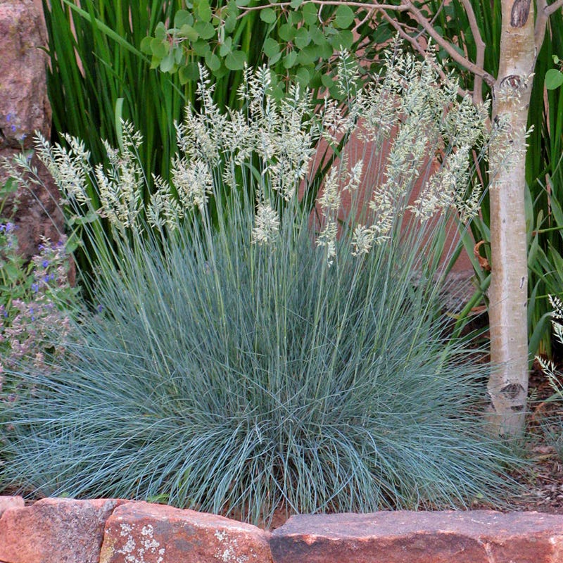 Siskiyou Blue Fescue Grass