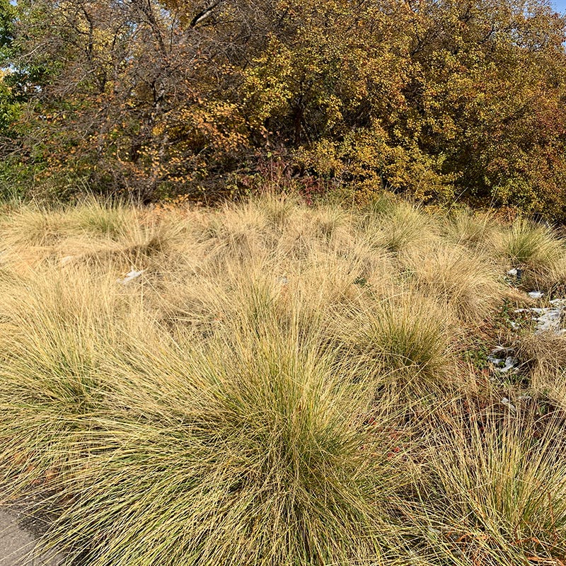  Atlas Fescue Grass