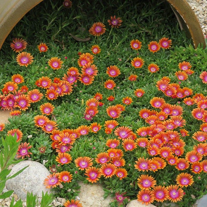  Fire Spinner® Ice Plant