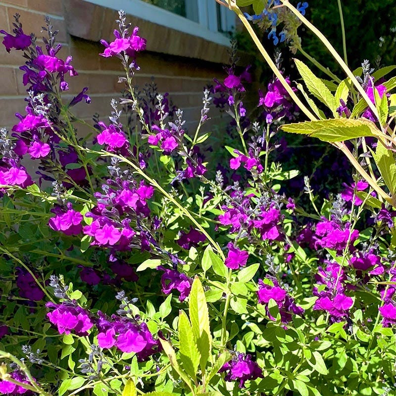 FlowerKisser® Dark Shadows Salvia