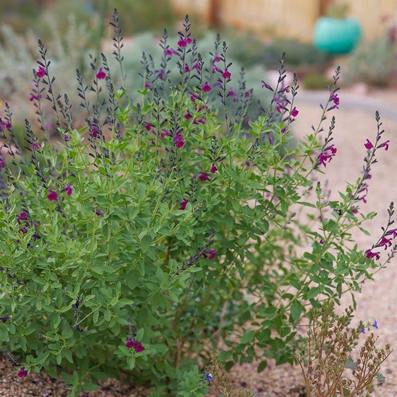  FlowerKisser® Dark Shadows Salvia