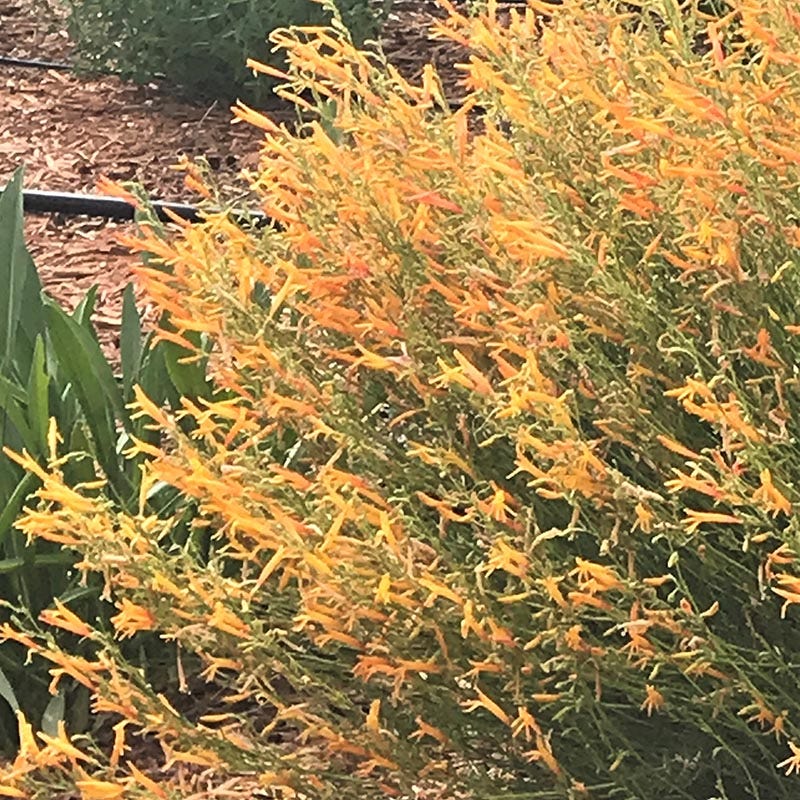  FlowerKisser® Citrus Surprise Penstemon