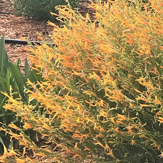  FlowerKisser® Citrus Surprise Penstemon