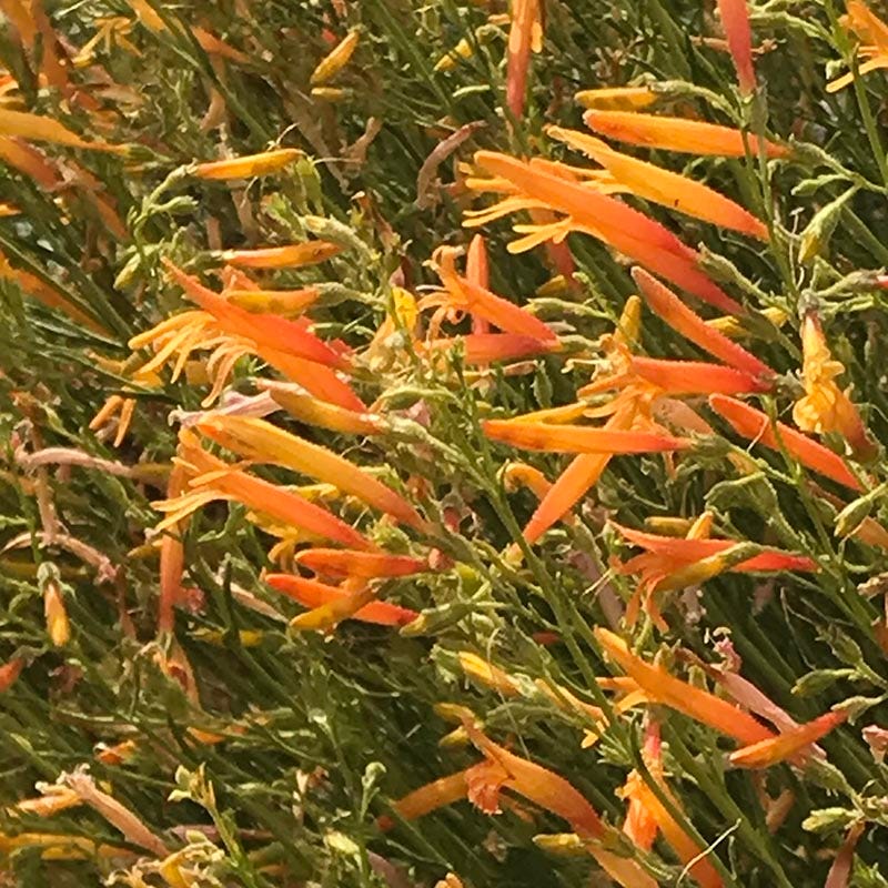  FlowerKisser® Citrus Surprise Penstemon