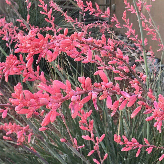  FlowerKisser® Weeping Pink Texas Yucca (Hesperaloe)