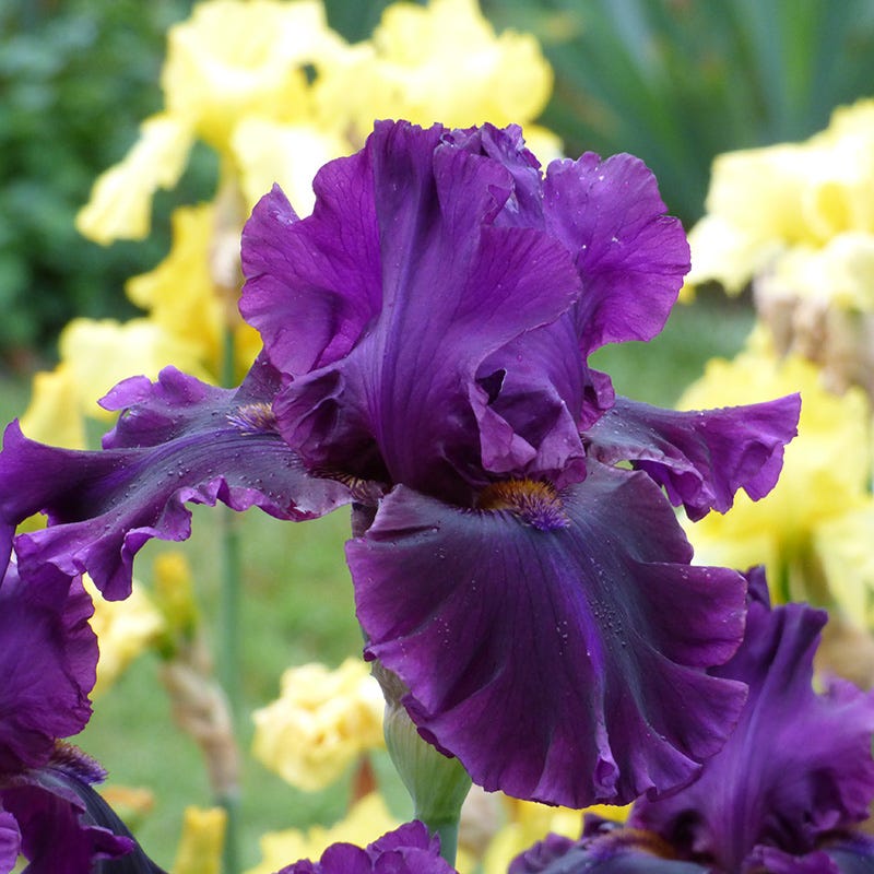  Desert Sky Bearded Iris Collection