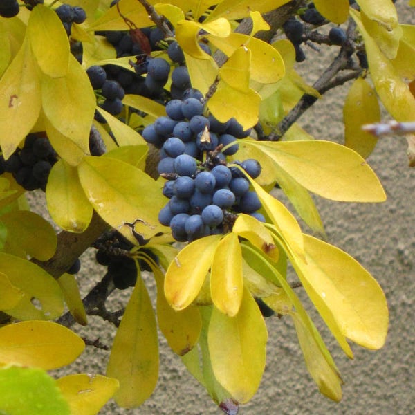  Berry Girl New Mexico Privet