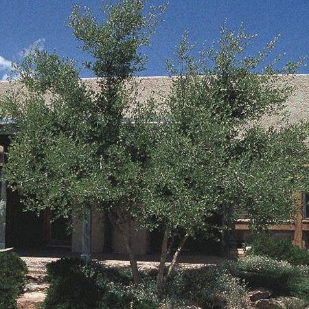  Berry Girl New Mexico Privet