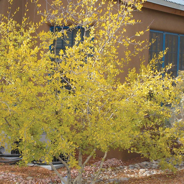  Berry Girl New Mexico Privet