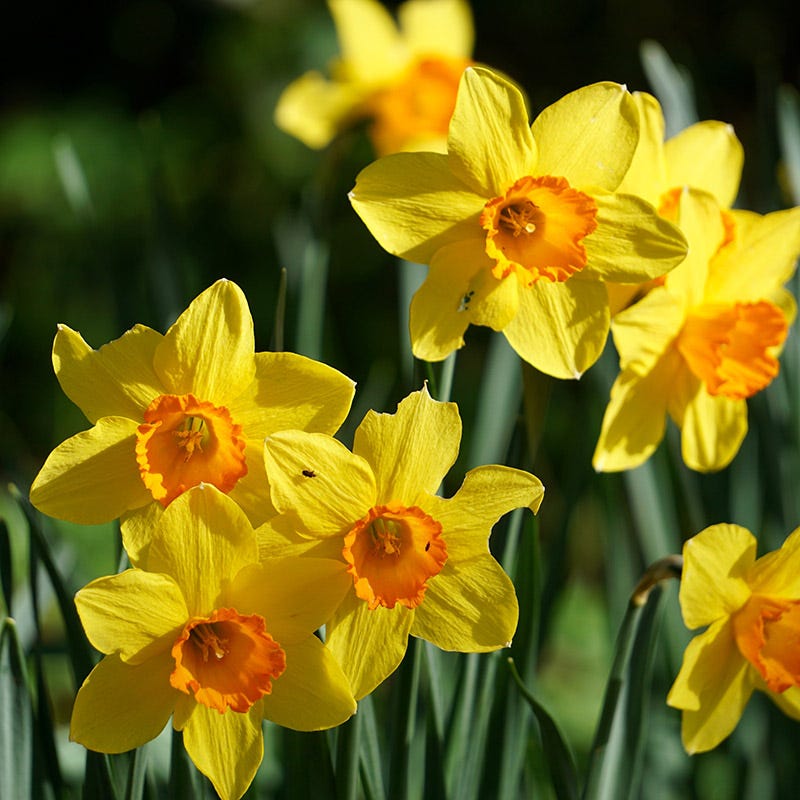  Endless Daffodil Bulb Collection