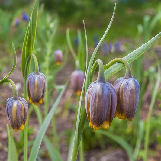  Fox's Grape Fritillary