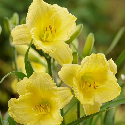 Fragrant Returns Reblooming Daylily