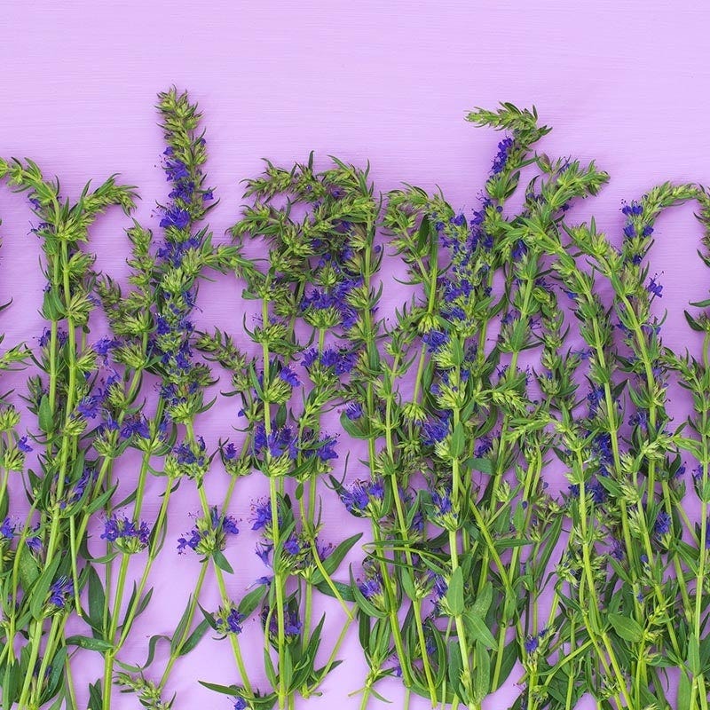  Blue Hyssop (Hyssopus)