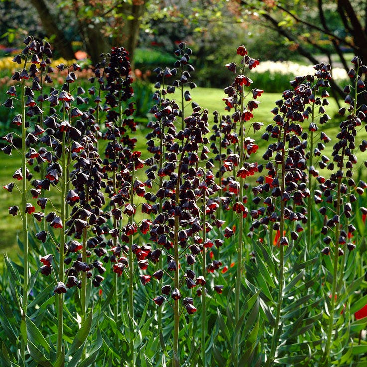  Stranger Than Fiction Flower Bulb Collection