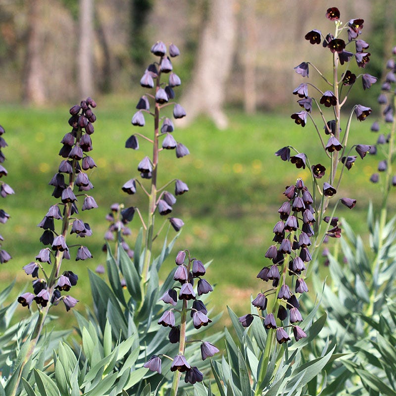  Stranger Than Fiction Flower Bulb Collection