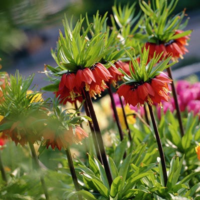  Red Crown Imperial