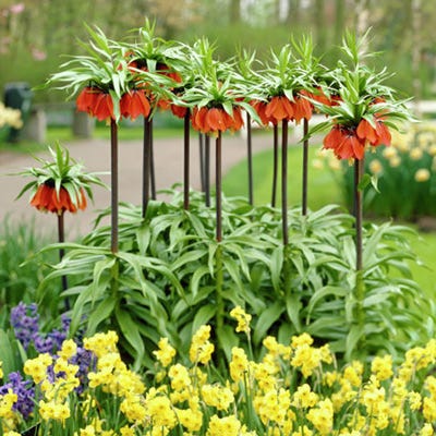 Red Crown Imperial